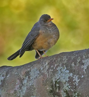 Abyssinian Thrush