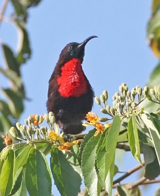 Scarlet-chested Sunbird