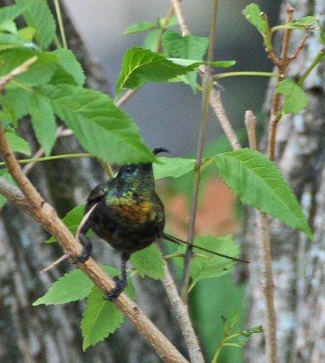 Bronze Sunbird