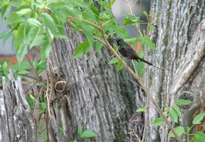 Bronze Sunbird