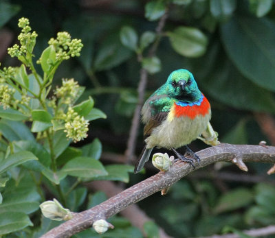 Eastern Double-collared Sunbird