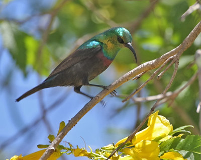 Mariqua Sunbird