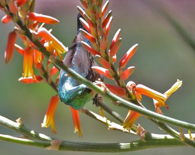 Mariqua Sunbird