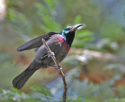 Mariqua Sunbird