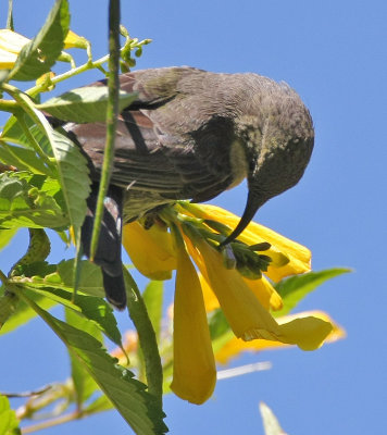 Mariqua Sunbird