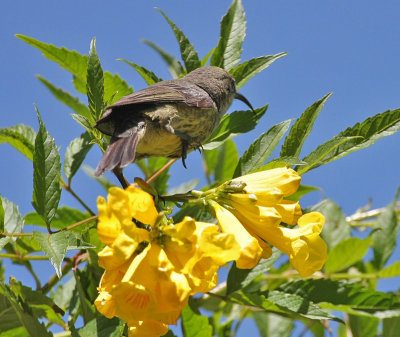 Mariqua Sunbird