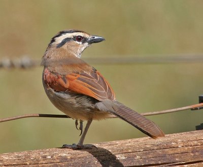 Bushshrikes