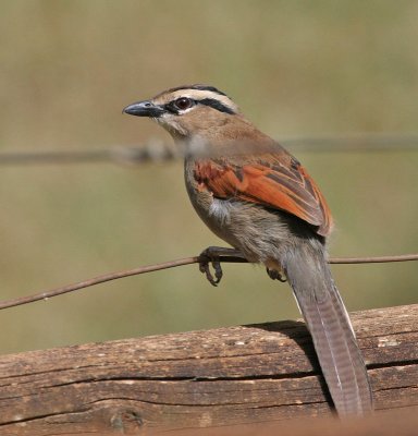 Brown-crowned Tchagra