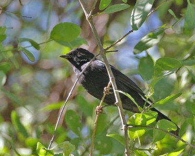 Slate-colored Boubou