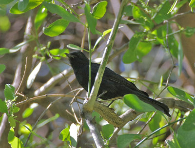 Slate-colored Boubou