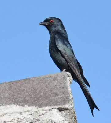 Fork-tailed Drongo