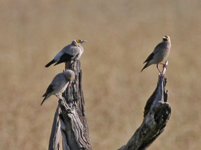 Wattled Starling