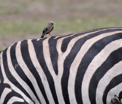 Wattled Starling