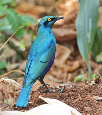 Greater Blue-eared Glossy-Starling