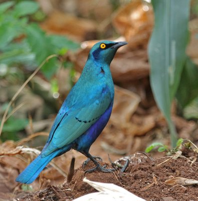 Greater Blue-eared Glossy-Starling