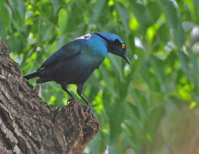 Greater Blue-eared Glossy-Starling