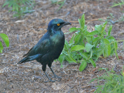 Lesser Blue-eared Glossy-Starling