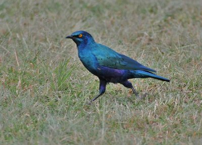Lesser Blue-eared Glossy-Starling