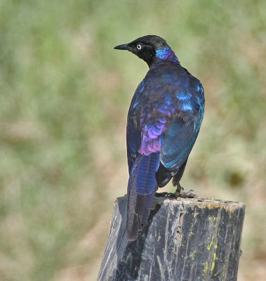 Rueppell's Glossy-Starling