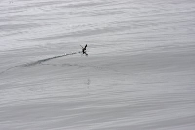 Cassin's Auklet