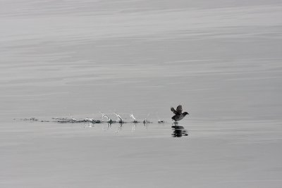 Cassins Auklet