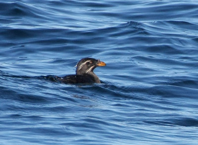 Rhinoceros Auklet