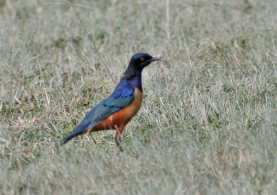 Hildebrandt's Starling