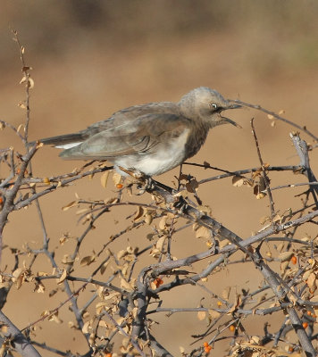 Fischer's Starling