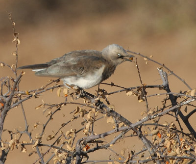 Fischer's Starling