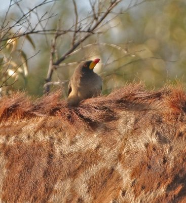 Yellow-billed Oxpecker