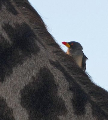 Yellow-billed Oxpecker