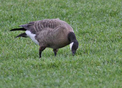 Cackling Goose (Taverner's)