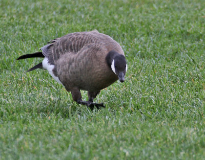Cackling Goose (Taverner's)