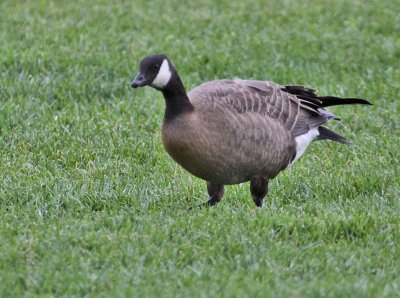 Cackling Goose (Taverners)