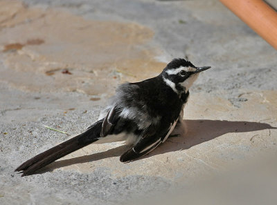 African Pied Wagtail