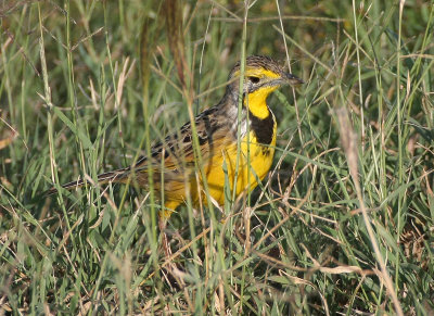 Yellow-throated Longclaw