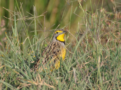 Yellow-throated Longclaw