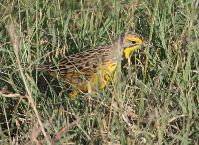 Yellow-throated Longclaw