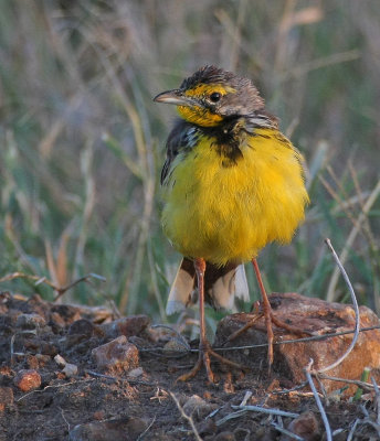 Yellow-throated Longclaw