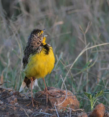 Yellow-throated Longclaw