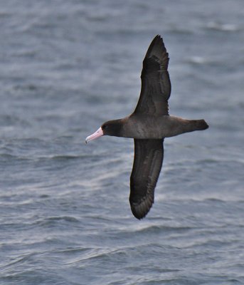 Short-tailed Albatross