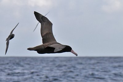 Short-tailed Albatross