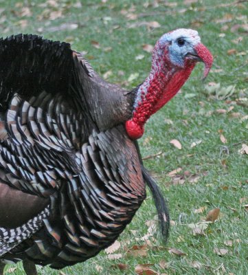 Wild Turkey (Gould's)