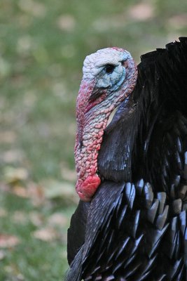 Wild Turkey (Gould's)