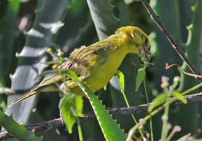 White-bellied Canary