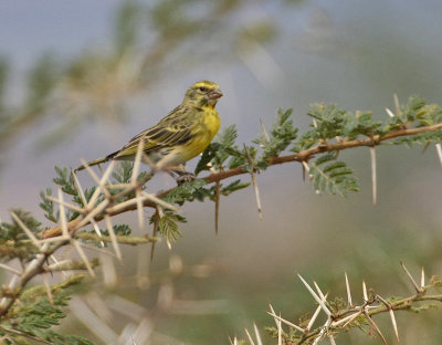 White-bellied Canary