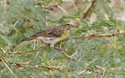 White-bellied Canary