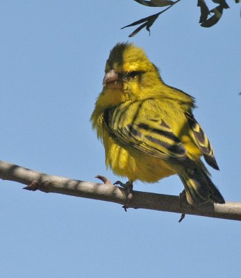 Brimstone Canary