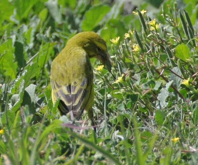 Brimstone Canary