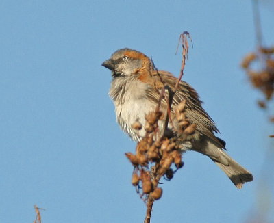 Kenya Rufous Sparrow